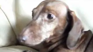 ROSIE THE SILLY DOG #9