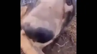 Wolf Boop Terraria