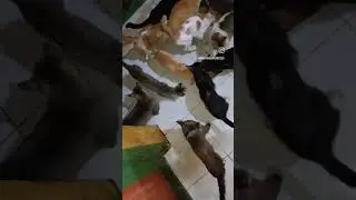 Makan Malam Bersama Anabul. #shorts #cat #cats #catlover #kucing #obatirinduku