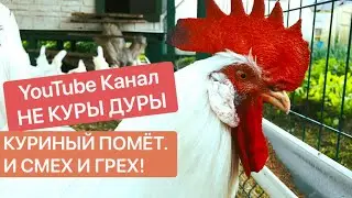 Приколы про кур. Куры несушки в домашних условиях.