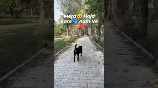 tere nal ve🥺 #rottweiler #doglover #shortindia #dog #dogowner #rottwiller #shiro #trendingshorts