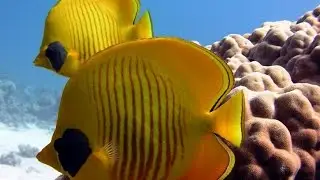 Дайвинг в Хургаде. Красное море и его обитатели