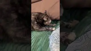 У Нюши антистресс #кошки #cat #kitten #животные #антистресс #рекомендации #chill #домашниеживотные