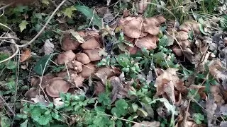 Опята. Тихая охота на грибы. Харьковская область. 28/10/2018