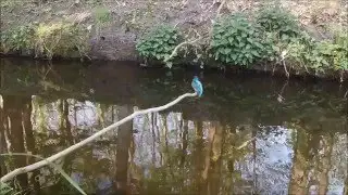 IJsvogel (mei 2016)