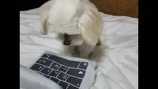 Ноутбук для собаки