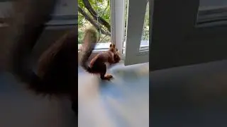 Шустрила не может выйти в окно#2024#squirrel#animals#белка#животные