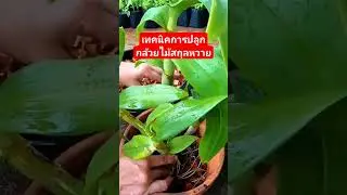 เทคนิคการปลูกกล้วยไม้สกุลหวาย