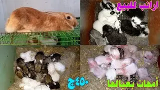 ارانب للبيع بعيالها وعشار وسلاكات مستعمله بحاله جيده الحق العرض