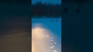 Загоняют косуль