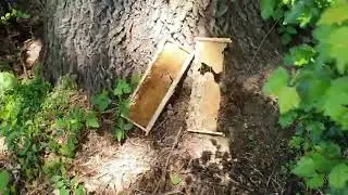 Capcana de roiuri de albina sălbatică data jos !