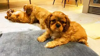 Puppies from birth to adult - Part 2 - We like sleeping