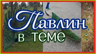 Павлин в теме #павлин #павлины #peacock #peacocks