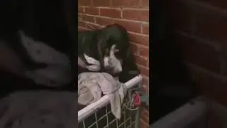 Uno de nuestros Orejones Nacidos en nuestro Criadero de Basset Hound