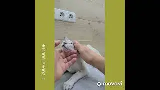 Лапароскопический метод стерилизации собак и кошек 