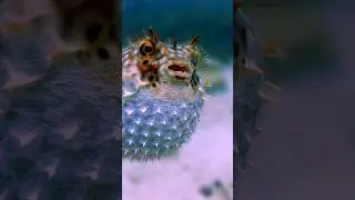 Pufferfish facts you didn't know #pufferfish #animals #animalfacts
