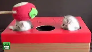 Komik Kediler: Kedi Yakalamaca