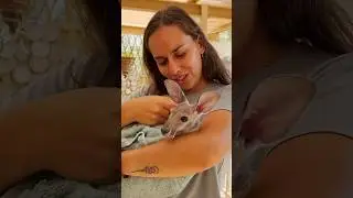 Meet Daphne, isn’t she a delight? 🦘 #joey #babykangaroo #australia