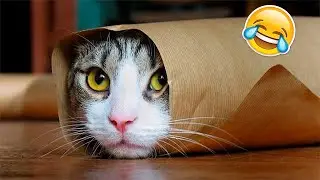Funniest Animals