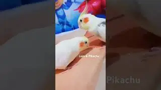 #sultanpapağanı #birds #cutebaby #cockatiel