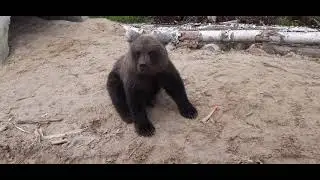 офигеть ,медведи!