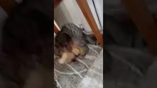 кот💀