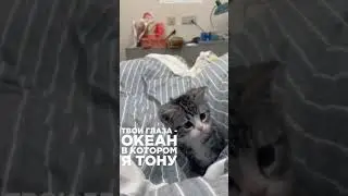 Твои глаза океан 🌊 #рекомендации