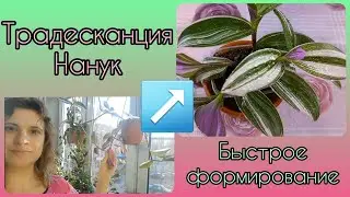 Традесканция Нанук🌱Из растрёпы в красотку за 10 мин🌸Быстрое формирование🌱Размножение🌸Состав грунта
