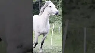 Wild Mustang Arrives at the Singing Horse Ranch!