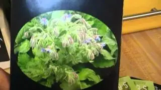 Medicinal Herbs: Grow Your Own Medicine!  Noreen's Kitchen