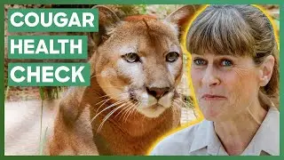 Terri Irwin Helps With A Health Check On A Cougar In Oregon | Crikey! It's The Irwins