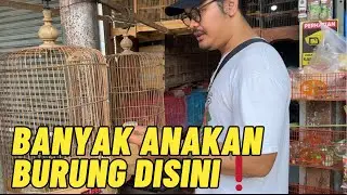 PASAR INI BANYAK JUAL LOLOHAN BURUNG❗️#KicauVlogBaliEpisode49 #dewatasamudra