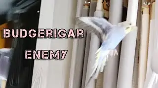 What is the budgerigar Chupa afraid of? // Чего боится волнистый попугай?