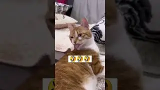 Hahaha🤣🤣 🤣 #funnyvideo #funnycats #shortsvideo #shortsfeed #shortsviral