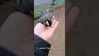 поймал и отпустил синичку #рекомендации #природа #синичка #птица #певчиептицы