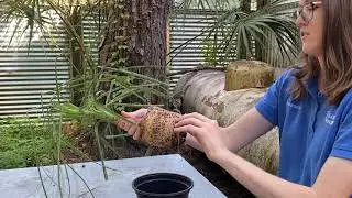 How to Repot a Plant or Houseplant