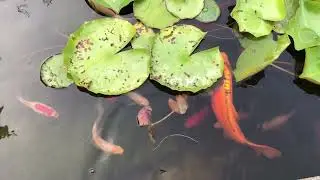 Как проводим выходные во Франции 🌞