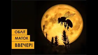 Вечірній обліт маток