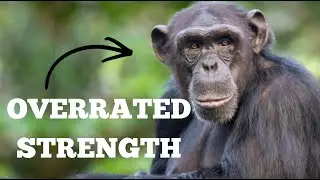 Chimpanzee Strength is OVERRATED!!