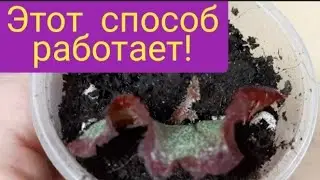 Есть результат! Фрагменты листа бегонии дали деток.