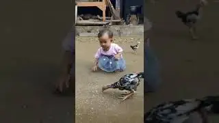 Kasih makan ayam banyak