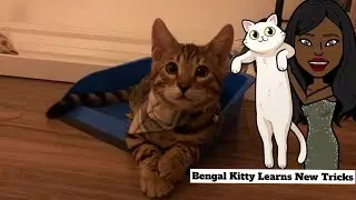 Can A Cat Learn New Tricks? Bengal cat Learns To Sit And Low Five