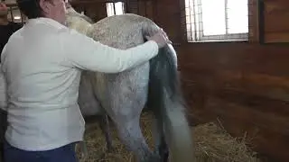 Mare udder development and foaling date