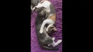 Поза 69 или Инь и Ян, как кому удобней. Смешные кошки 