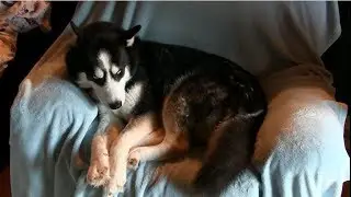 Husky Throws Tantrum Giving Up Chair