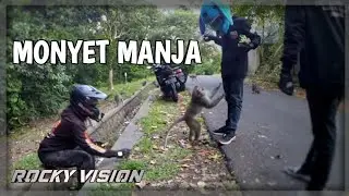 MENDADAK DATANG IKUTAN NGASI MAKAN MONYET | Motovlog Bali