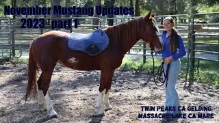 November Mustang Updates Pt 1