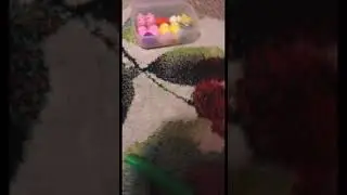 ✨Fidget trading scam and hunt✨Skit✨#shorts
