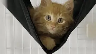 Baby Cats videos 2022 -  This will melt Your heart 🥺