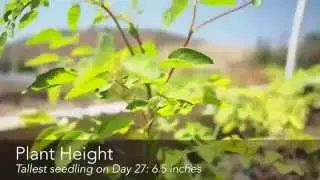 Growing Moringa: Intensive Moringa Cultivation - Day 45 Update